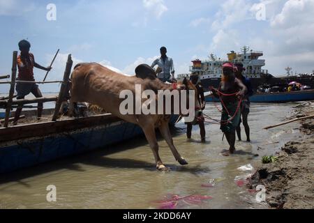 Les commerçants de bétail déchargent un boeuf d'un bateau près d'un marché de bétail avant le festival musulman d'Eid al-Adha ou le 'Festival du sacrifice' Manikgonj de grève de Dhaka, Bangladesh, sur 4 juillet 2022. EID al-Adha, fête du sacrifice, marque la fin du pèlerinage de Hajj à la Mecque et commémore la volonté du prophète Abraham de sacrifier son fils pour montrer son obéissance à Allah. (Photo par Mamunur Rashid/NurPhoto) Banque D'Images