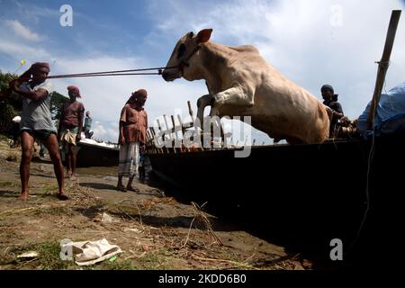 Les commerçants de bétail déchargent un boeuf d'un bateau près d'un marché de bétail avant le festival musulman d'Eid al-Adha ou le 'Festival du sacrifice' Manikgonj de grève de Dhaka, Bangladesh, sur 4 juillet 2022. EID al-Adha, fête du sacrifice, marque la fin du pèlerinage de Hajj à la Mecque et commémore la volonté du prophète Abraham de sacrifier son fils pour montrer son obéissance à Allah. (Photo par Mamunur Rashid/NurPhoto) Banque D'Images