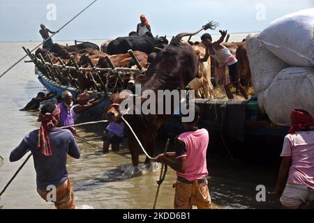 Les commerçants de bétail déchargent un boeuf d'un bateau près d'un marché de bétail avant le festival musulman d'Eid al-Adha ou le 'Festival du sacrifice' Manikgonj de grève de Dhaka, Bangladesh, sur 4 juillet 2022. EID al-Adha, fête du sacrifice, marque la fin du pèlerinage de Hajj à la Mecque et commémore la volonté du prophète Abraham de sacrifier son fils pour montrer son obéissance à Allah. (Photo par Mamunur Rashid/NurPhoto) Banque D'Images