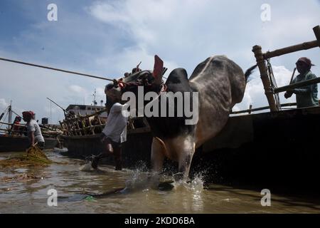 Les commerçants de bétail déchargent un boeuf d'un bateau près d'un marché de bétail avant le festival musulman d'Eid al-Adha ou le 'Festival du sacrifice' Manikgonj de grève de Dhaka, Bangladesh, sur 4 juillet 2022. EID al-Adha, fête du sacrifice, marque la fin du pèlerinage de Hajj à la Mecque et commémore la volonté du prophète Abraham de sacrifier son fils pour montrer son obéissance à Allah. (Photo par Mamunur Rashid/NurPhoto) Banque D'Images