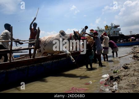 Les commerçants de bétail déchargent un boeuf d'un bateau près d'un marché de bétail avant le festival musulman d'Eid al-Adha ou le 'Festival du sacrifice' Manikgonj de grève de Dhaka, Bangladesh, sur 4 juillet 2022. EID al-Adha, fête du sacrifice, marque la fin du pèlerinage de Hajj à la Mecque et commémore la volonté du prophète Abraham de sacrifier son fils pour montrer son obéissance à Allah. (Photo par Mamunur Rashid/NurPhoto) Banque D'Images