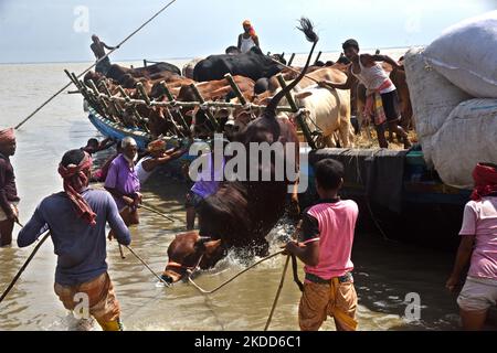 Les commerçants de bétail déchargent un boeuf d'un bateau près d'un marché de bétail avant le festival musulman d'Eid al-Adha ou le 'Festival du sacrifice' Manikgonj de grève de Dhaka, Bangladesh, sur 4 juillet 2022. EID al-Adha, fête du sacrifice, marque la fin du pèlerinage de Hajj à la Mecque et commémore la volonté du prophète Abraham de sacrifier son fils pour montrer son obéissance à Allah. (Photo par Mamunur Rashid/NurPhoto) Banque D'Images