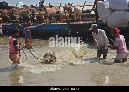 Les commerçants de bétail déchargent un boeuf d'un bateau près d'un marché de bétail avant le festival musulman d'Eid al-Adha ou le 'Festival du sacrifice' Manikgonj de grève de Dhaka, Bangladesh, sur 4 juillet 2022. EID al-Adha, fête du sacrifice, marque la fin du pèlerinage de Hajj à la Mecque et commémore la volonté du prophète Abraham de sacrifier son fils pour montrer son obéissance à Allah. (Photo par Mamunur Rashid/NurPhoto) Banque D'Images