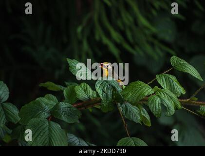 Leiothrix (Leiothrix lutea) est un oiseau de haute couleur subtropical, originaire du sud de la Chine et de l'Himalaya est assis sur le fil après avoir attrapé des insectes de l'arbre le matin à Darjeeling, Bengale-Occidental, Inde le 05/07/2022. (Photo de Soumyabrata Roy/NurPhoto) Banque D'Images