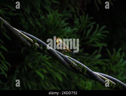 Leiothrix (Leiothrix lutea) est un oiseau de haute couleur subtropical, originaire du sud de la Chine et de l'Himalaya est assis sur le fil après avoir attrapé des insectes de l'arbre le matin à Darjeeling, Bengale-Occidental, Inde le 05/07/2022. (Photo de Soumyabrata Roy/NurPhoto) Banque D'Images