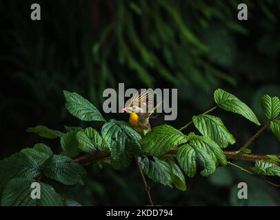 Leiothrix (Leiothrix lutea) est un oiseau de haute couleur subtropical, originaire du sud de la Chine et de l'Himalaya est assis sur le fil après avoir attrapé des insectes de l'arbre le matin à Darjeeling, Bengale-Occidental, Inde le 05/07/2022. (Photo de Soumyabrata Roy/NurPhoto) Banque D'Images