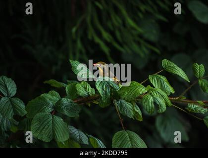 Leiothrix (Leiothrix lutea) est un oiseau de haute couleur subtropical, originaire du sud de la Chine et de l'Himalaya est assis sur le fil après avoir attrapé des insectes de l'arbre le matin à Darjeeling, Bengale-Occidental, Inde le 05/07/2022. (Photo de Soumyabrata Roy/NurPhoto) Banque D'Images