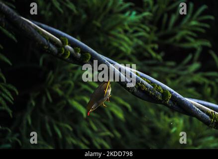 Leiothrix (Leiothrix lutea) est un oiseau de haute couleur subtropical, originaire du sud de la Chine et de l'Himalaya est assis sur le fil après avoir attrapé des insectes de l'arbre le matin à Darjeeling, Bengale-Occidental, Inde le 05/07/2022. (Photo de Soumyabrata Roy/NurPhoto) Banque D'Images