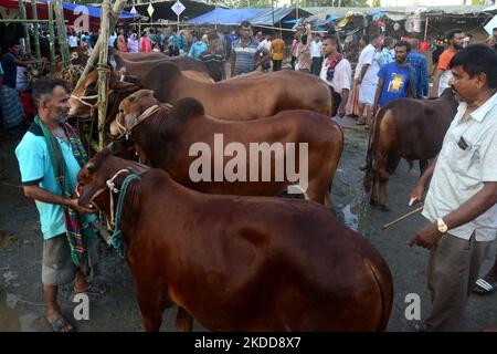 Les vendeurs de bétail attendent avec des boeufs sur un marché de bétail avant le festival musulman d'Eid ul-Adha ou le « Festival du sacrifice » à Dhaka, au Bangladesh, sur 7 juillet 2022. (Photo par Mamunur Rashid/NurPhoto) Banque D'Images