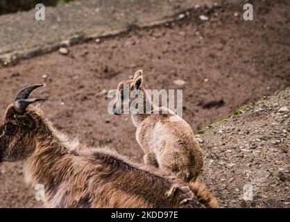 Le tahr himalayen (Hemitragus jemlahicus) est une chèvre sauvage originaire de l'Himalaya dans le sud du Tibet, le nord de l'Inde, l'ouest du Bhoutan et le Népal. Elle est inscrite sur la liste rouge de l'UICN comme étant presque menacée, car la population est en déclin en raison de la chasse et de la perte d'habitat. Les sabots de la tahr sont dotés d'un noyau flexible et d'une « coque » externe plus dure avec une bordure acétée qui lui permet d'attraper des roches lisses et la jante aiguisée permet à la tahr de loger son pied dans les petits pieds. Les Tahrs himalayens et leur bébé au centre de conservation et de reproduction Padmaja Naidu Parc zoologique himalayan (PNHZP) à Darjeeling, Benga occidental Banque D'Images