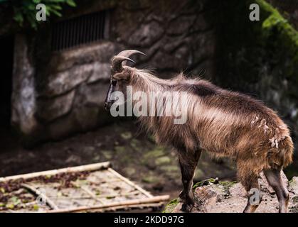 Le tahr himalayen (Hemitragus jemlahicus) est une chèvre sauvage originaire de l'Himalaya dans le sud du Tibet, le nord de l'Inde, l'ouest du Bhoutan et le Népal. Elle est inscrite sur la liste rouge de l'UICN comme étant presque menacée, car la population est en déclin en raison de la chasse et de la perte d'habitat. Les sabots de la tahr sont dotés d'un noyau flexible et d'une « coque » externe plus dure avec une bordure acétée qui lui permet d'attraper des roches lisses et la jante aiguisée permet à la tahr de loger son pied dans les petits pieds. Les Tahrs himalayens et leur bébé au centre de conservation et de reproduction Padmaja Naidu Parc zoologique himalayan (PNHZP) à Darjeeling, Benga occidental Banque D'Images