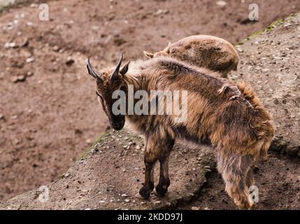 Le tahr himalayen (Hemitragus jemlahicus) est une chèvre sauvage originaire de l'Himalaya dans le sud du Tibet, le nord de l'Inde, l'ouest du Bhoutan et le Népal. Elle est inscrite sur la liste rouge de l'UICN comme étant presque menacée, car la population est en déclin en raison de la chasse et de la perte d'habitat. Les sabots de la tahr sont dotés d'un noyau flexible et d'une « coque » externe plus dure avec une bordure acétée qui lui permet d'attraper des roches lisses et la jante aiguisée permet à la tahr de loger son pied dans les petits pieds. Les Tahrs himalayens et leur bébé au centre de conservation et de reproduction Padmaja Naidu Parc zoologique himalayan (PNHZP) à Darjeeling, Benga occidental Banque D'Images