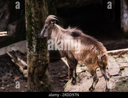 Le tahr himalayen (Hemitragus jemlahicus) est une chèvre sauvage originaire de l'Himalaya dans le sud du Tibet, le nord de l'Inde, l'ouest du Bhoutan et le Népal. Elle est inscrite sur la liste rouge de l'UICN comme étant presque menacée, car la population est en déclin en raison de la chasse et de la perte d'habitat. Les sabots de la tahr sont dotés d'un noyau flexible et d'une « coque » externe plus dure avec une bordure acétée qui lui permet d'attraper des roches lisses et la jante aiguisée permet à la tahr de loger son pied dans les petits pieds. Les Tahrs himalayens et leur bébé au centre de conservation et de reproduction Padmaja Naidu Parc zoologique himalayan (PNHZP) à Darjeeling, Benga occidental Banque D'Images