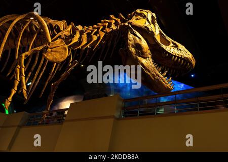 Tyrannosaurus Rex dinosaure Skeleton, Royal Tyrrell Museum, Drumheller, Alberta, Canada. Banque D'Images