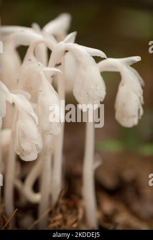 Beau bouquet de pipes indiennes blanches (Monotroppa uniflora) sur un fond flou. Groupe de tuyaux fantômes Monotroppa uniflora plantes dans les bois. Banque D'Images