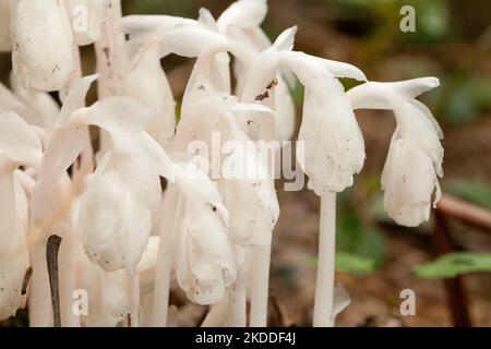 Beau bouquet de pipes indiennes blanches (Monotroppa uniflora) sur un fond flou. Groupe de tuyaux fantômes Monotroppa uniflora plantes dans les bois. Banque D'Images