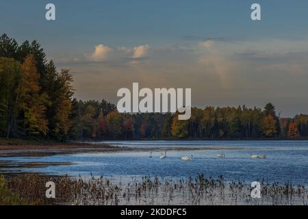 Cygnes trompettes sur le lac Little Clam, dans le nord du Wisconsin. Banque D'Images