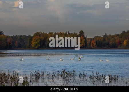 Cygnes trompettes sur le lac Little Clam, dans le nord du Wisconsin. Banque D'Images