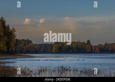 Cygnes trompettes sur le lac Little Clam, dans le nord du Wisconsin. Banque D'Images