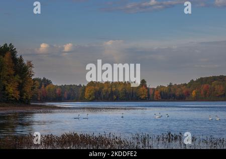 Cygnes trompettes sur le lac Little Clam, dans le nord du Wisconsin. Banque D'Images