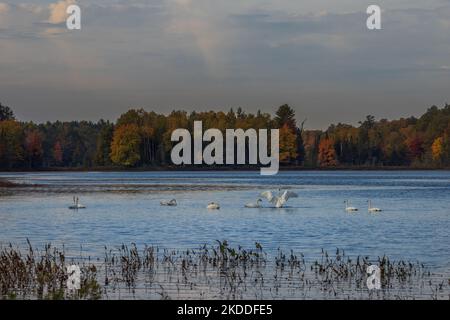 Cygnes trompettes sur le lac Little Clam, dans le nord du Wisconsin. Banque D'Images