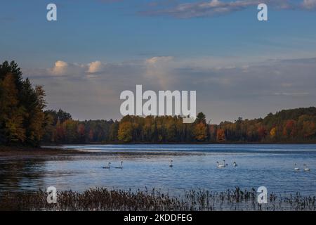 Cygnes trompettes sur le lac Little Clam, dans le nord du Wisconsin. Banque D'Images