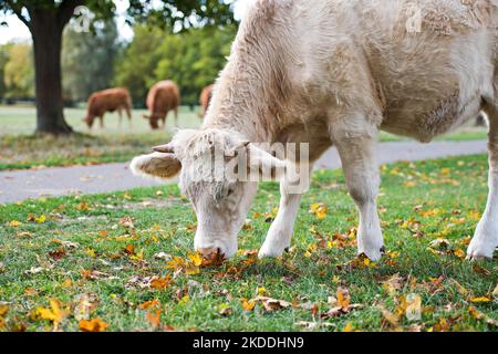 Vache de couleur fauve blanche pâturant sur le pâturage de terres communes à Cambridge gros plan Banque D'Images