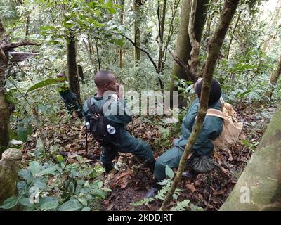 Parc national de Nyuwenge, Rwanda, 29th août, 2022 porteurs regardant dans la voûte d'arbres, à la recherche de chimpanzés pour les touristes à voir. Parc national de Nyungwe, Rwanda. Banque D'Images