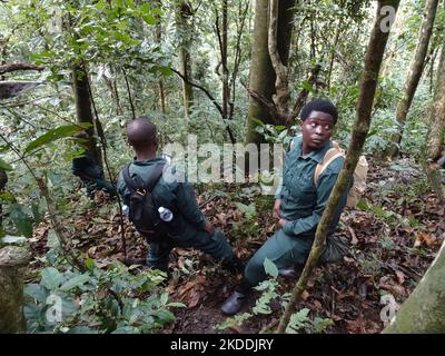 Parc national de Nyuwenge, Rwanda, 29th août, 2022 porteurs regardant dans la voûte d'arbres, à la recherche de chimpanzés pour les touristes à voir. Parc national de Nyungwe, Rwanda. Banque D'Images