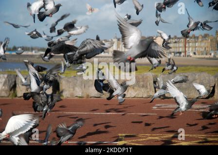 Troupeau de pigeons, Morecambe, Lancashire, Angleterre. Banque D'Images