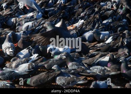 Troupeau de pigeons, Morecambe, Lancashire, Angleterre. Banque D'Images