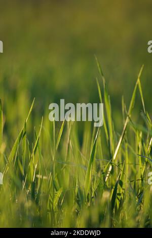 Les lames vertes de l'herbe gros plan sur un arrière-plan flou Banque D'Images