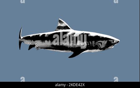 Gravure de requin. Illustration réaliste d'un requin. Graphiques en noir et blanc Banque D'Images