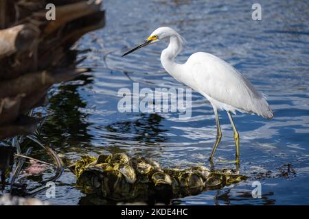 Egret enneigé (egretta thula) reposant au bord de l'eau, sur une roche couverte de coquilles d'huîtres et encadrée par un palmier. Banque D'Images