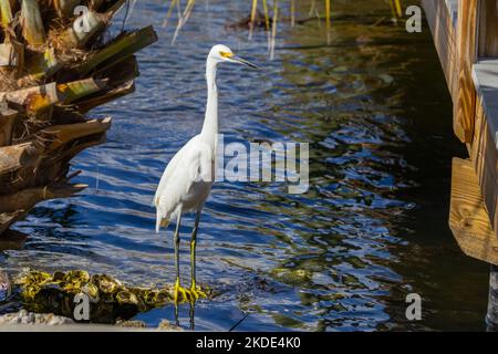 Egret enneigé (egretta thula) reposant au bord de l'eau, sur une roche couverte de coquilles d'huîtres et encadrée par un palmier et un quai. Banque D'Images