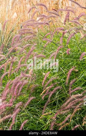 Fontaine, Pennisetum Karley Rose, Fontaine orientale Grass, Pennisetum orientale Karley Rose, Blooming, Pennisetum orientale, herbe, fleurs Banque D'Images