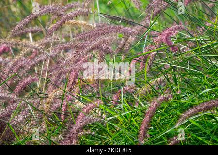 Fontaine de l'Orient, jardin, fontaine, têtes de fleurs, cultivar, Pennisetum 'Karley Rose', Pennisetum orientale, Blooming Banque D'Images