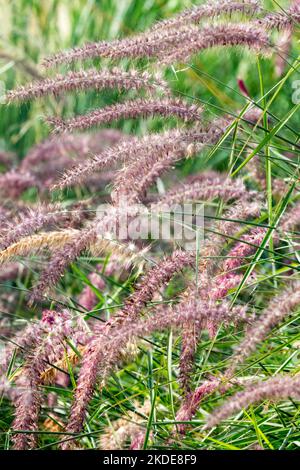 Pennisetum orientale, fontaine aux herbes orientales, Cenchrus orientalis « Karley Rose » Banque D'Images