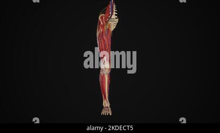 Membre inférieur avec muscles, vaisseaux sanguins et nerfs Banque D'Images