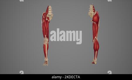 vue antérieure et postérieure des muscles des membres inférieurs Banque D'Images