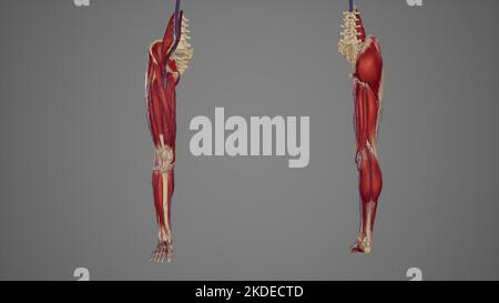 membre inférieur avec muscles, vue antérieure et postérieure des vaisseaux sanguins Banque D'Images