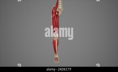 Vue antérieure des muscles du membre inférieur Banque D'Images