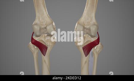 Illustration médicale du muscle de Popliteus Banque D'Images