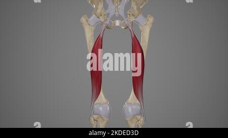 Illustration médicale précise de la tête longue du biceps Femoris Banque D'Images