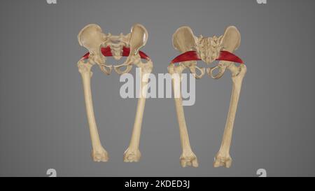 Vue antérieure et postérieure du muscle Piriformis Banque D'Images