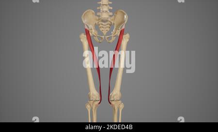 Illustration médicale du muscle Sartorius Banque D'Images