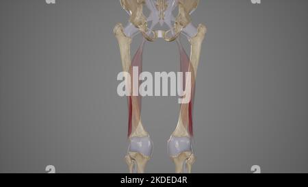 Illustration médicale précise de la tête courte du biceps Femoris Banque D'Images