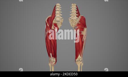 Vue antérieure et postérieure des muscles du cuisse Banque D'Images