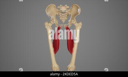 Illustration médicale précise de l'adducteur Longus Banque D'Images