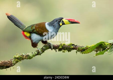 Toucan de montagne gris Banque D'Images